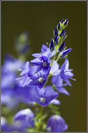 Attēlu rezultāti vaicājumam “Veronica austriaca subsp. teucrium”