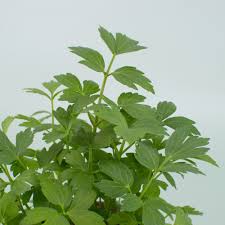 Image result for Liebstöckel