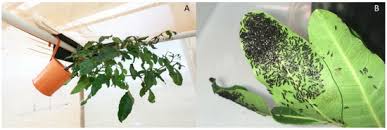 Attēlu rezultāti vaicājumam “Phytocoris tiliae imago”