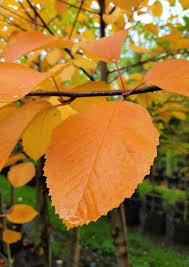Attēlu rezultāti vaicājumam “Sorbus aria”