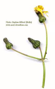 Attēlu rezultāti vaicājumam “Sonchus oleraceus bud”