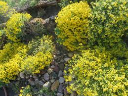 Afbeeldingsresultaat voor earliana tomato