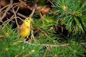 Attēlu rezultāti vaicājumam “Emberiza citrinella juvenile”