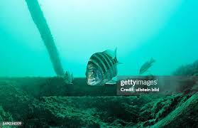 Image result for Archosargus probatocephalus