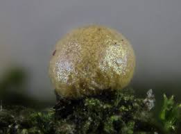 Attēlu rezultāti vaicājumam “Hemitrichia sordivesiculosa macro”