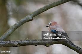 Attēlu rezultāti vaicājumam “Garrulus glandarius adult”