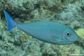Image result for Naso hexacanthus