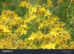 Attēlu rezultāti vaicājumam “Hypericum maculatum”