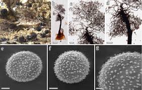 Attēlu rezultāti vaicājumam “Hemitrichia leiotricha macro”