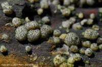 Attēlu rezultāti vaicājumam “Hypocrea gelatinosa”