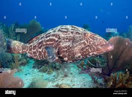 Image result for Mycteroperca bonaci