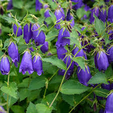 Image result for Campanula strigosa