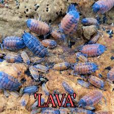 Attēlu rezultāti vaicājumam “Porcellio scaber”