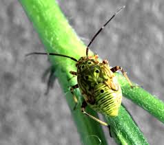 Attēlu rezultāti vaicājumam “Lygus nymph”