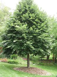 Attēlu rezultāti vaicājumam “Tilia tomentosa leaf”