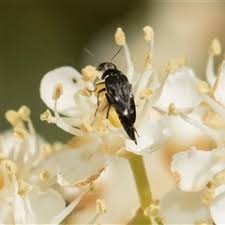 Attēlu rezultāti vaicājumam “Mordella sp.”