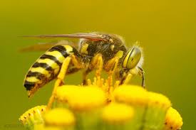 Attēlu rezultāti vaicājumam “Bembix rostrata”