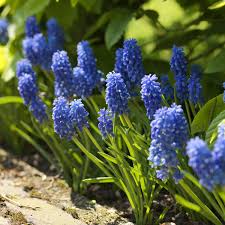 Attēlu rezultāti vaicājumam “Muscari armeniacum”