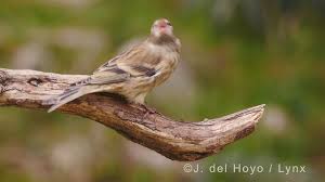 Image result for Carduelis citrinella