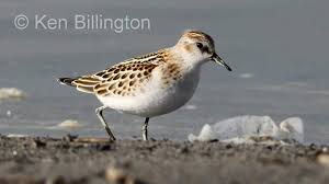 Attēlu rezultāti vaicājumam “Calidris minuta”