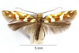 Attēlu rezultāti vaicājumam “Argyresthia goedartella”