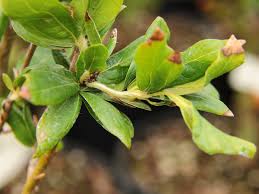 Attēlu rezultāti vaicājumam “Fagus sylvatica fo. laciniata bud”