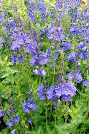 Attēlu rezultāti vaicājumam “Veronica austriaca subsp. teucrium leaf”