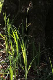 Attēlu rezultāti vaicājumam “Carex pilosa leaf”