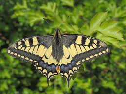 Attēlu rezultāti vaicājumam “Papilionidae”