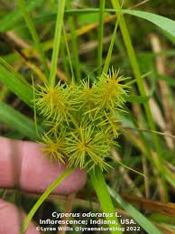 Attēlu rezultāti vaicājumam “Cyperus fuscus fruit”