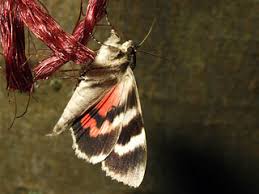 Attēlu rezultāti vaicājumam “Catocala nupta”