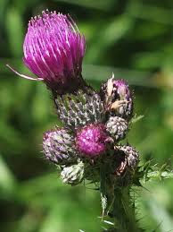 Attēlu rezultāti vaicājumam “Cirsium palustre”