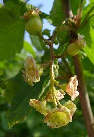 Attēlu rezultāti vaicājumam “Ribes nigrum flower”