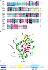 Attēlu rezultāti vaicājumam “Dianema depressum plasmodium”