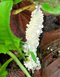 Attēlu rezultāti vaicājumam “Didymium spongiosum var. dictyospora spores”