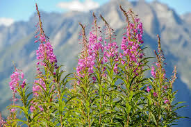 Attēlu rezultāti vaicājumam “Epilobium angustifolium flower”