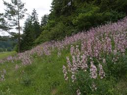 Image result for Diptam