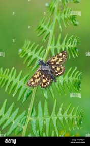 Attēlu rezultāti vaicājumam “Carterocephalus silvicolus”