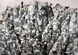 Attēlu rezultāti vaicājumam “Physconia enteroxantha”