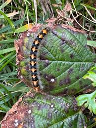 Attēlu rezultāti vaicājumam “Lasiocampa quercus larva”