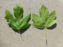 Attēlu rezultāti vaicājumam “Acer campestre leaf”