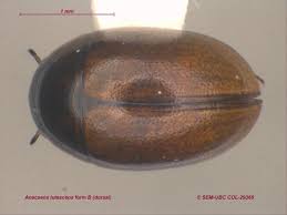 Attēlu rezultāti vaicājumam “Hydrophilidae”