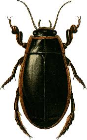 Attēlu rezultāti vaicājumam “Dytiscus dimidiatus”