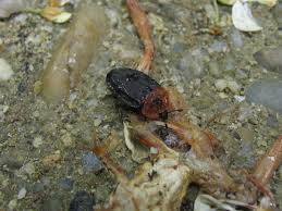 Attēlu rezultāti vaicājumam “Oiceoptoma thoracicum”