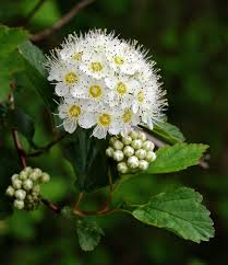 Attēlu rezultāti vaicājumam “Physocarpus opulifolius”
