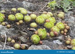 Attēlu rezultāti vaicājumam “Jovibarba globifera fruit”