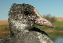 Attēlu rezultāti vaicājumam “Fulica atra adult”