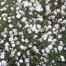 Attēlu rezultāti vaicājumam “Gypsophila paniculata”