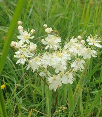 Image result for Filipendula vulgaris