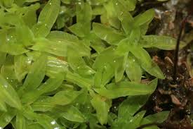 Attēlu rezultāti vaicājumam “Encalypta”